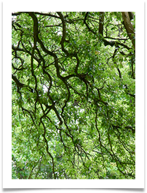 green veins - Martin Ellison